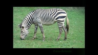 MOUNTAIN ZEBRAHARTMANNSZebra Hartmannhegyizebra Equus zebra hartmannae at Paington zoo [upl. by Hbahsur]