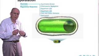 Sporulation in Bacillus subtilis [upl. by Baalbeer]