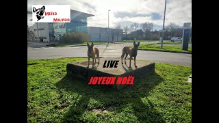 LIVE de Noël 🐾🐕 [upl. by Driscoll]