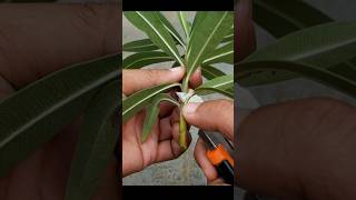 How to grow Oleander plant from cuttings [upl. by Gally]