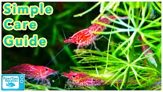 Cherry Shrimp Care and Breeding Neocaridina Species Profile [upl. by Aynekal]