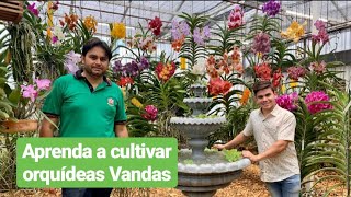 AS ORQUÍDEAS VANDAS MAIS LINDAS DO BRASIL [upl. by Ertemed]