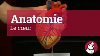 Anatomie Le cœur [upl. by Erik869]