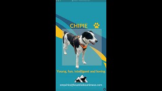 Chipie  young fun intelligent and loving [upl. by Relyuc]