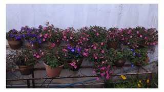 ♥️All about Achimenes plant 🪴♥️ Floweringgardenvlog [upl. by Ynetsed]