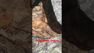 Copperheads basking dayhikingandherpingdudes [upl. by Elocel]