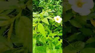 flowers Senthoora poovetamilsong pleaselikesharesubscribe [upl. by Dragon137]