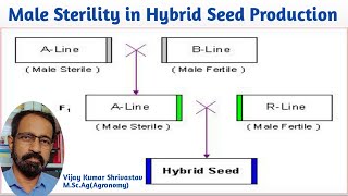 MALE STERILITY IN HYBRID SEED PRODUCTION [upl. by Moriarty]