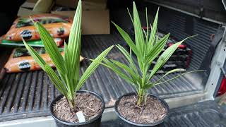 Chamaerops Humilis Palm Update  Mediterranean Fan PalmEuropean Fan Palm [upl. by Sherry929]