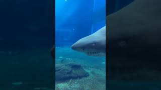 Ushaka marine world Durban [upl. by Analise545]