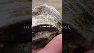 Fossil Hunting on the Gulf Coast adventure gulfcoast fossilhunting [upl. by Domeniga]