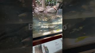 Bronx zoo [upl. by Folberth782]