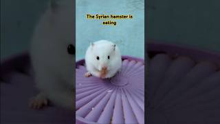 The Syrian hamster is eating hamsters pets cute hamsterbabys animals hamsterhabitats [upl. by Bagley]