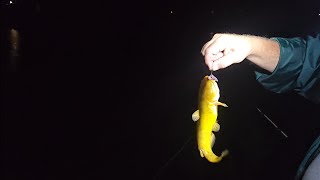 catching bullheads for flathead bait catfishing fishingvideo [upl. by Uah251]