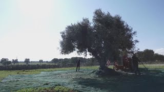 Coldiretti “Al via in anticipo di 15 giorni la raccolta delle olive in Puglia” [upl. by Penelope]