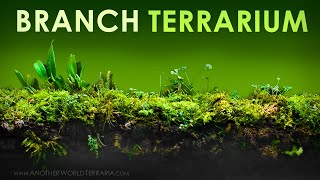 How I Made the Branch Terrarium secrets revealed [upl. by Atnahc456]