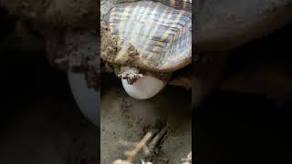 Feeding Spineless prickly pear to Indian Star Tortoise for hydration [upl. by Dlared]