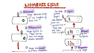 Lysogenic cycle [upl. by Samala901]