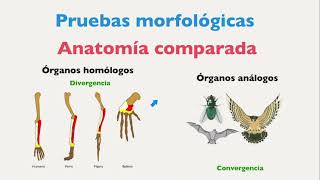 Evolucion organica pruebas morfologicas paleontologicas biogeograficas embriologicas bioquimica [upl. by Phoebe]