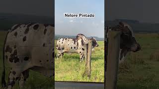 Nelore Pintade de qualidade é Nelore Jubran pecuaria fazenda nelorepintado [upl. by Brandtr]