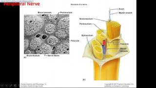 The Value of Ultrasound Imaging in Peripheral Nerve Pathology [upl. by Hales448]