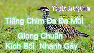 tiếng chim đa đa mồi kêu kích bổi cực chuẩn [upl. by Nrublim]