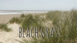 Beach grass  Sounds of the ocean 6 minutes of meditation and mindfulness [upl. by Fae278]