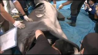 Rare megamouth shark captured off Japan [upl. by Anwadal]