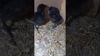 WORLD FAMOUSE CHICKS world chickschicken trending viralshort [upl. by Attegroeg262]