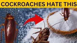 pest control how to kill cockroach within 2 minutes  home remedybaking soda magic ingredient [upl. by Esinereb]