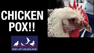 Chicken Pox In A Chicken How to treat it and stop the spread [upl. by Mohkos92]