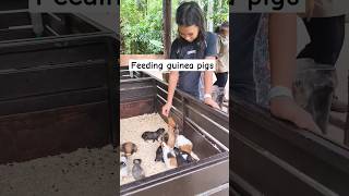 These guinea pigs are so cute 🥰 fatherdaughtervlogs guineapigs [upl. by Silvanus]