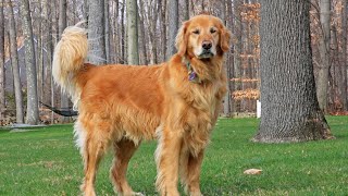 Do Golden Retrievers Have a Unique Smell Exploring the Facts [upl. by Ahsemrak]