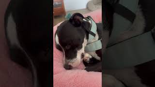 Snoozing BB 😴 staffie staffies staffy staffordshirebullterrier cute sleep naptime doggo [upl. by Namyaw]