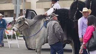 DESFILE DE CABALLOS 2024 EN SALINAS CALIFORNIA salinas [upl. by Bierman]