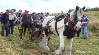 Cutting the Corn at the Mulroy Estate 2015 [upl. by Mahan]