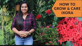 You cant miss this monsoon special plant for heavy flowering How to grow and care Ixora  IXORA [upl. by Enomys828]