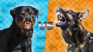 German Shepherd or Rottweiler Who won the battle [upl. by Bryana]