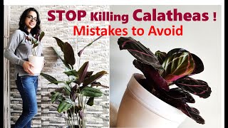 Calathea plant care  Mistakes you should avoid [upl. by Lodnar]