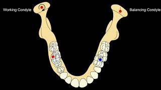 Eccentric mandibular movements Lateral amp Protrusive Movements [upl. by Aiuqat139]