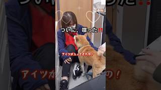 ついに、しゃべった柴犬⁉️見たことないわんちゃんが来て‥ 柴犬 犬 犬のいる暮らし ￼￼おもしろ かわいい [upl. by Occir772]