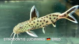 Synodontis lucipinnis 🇩🇪 bred [upl. by Subocaj295]