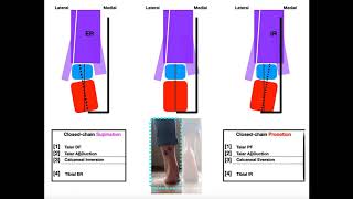 The Subtalar Joint Part 2  Pronation vs Supination EXPLAINED [upl. by Yamauchi]