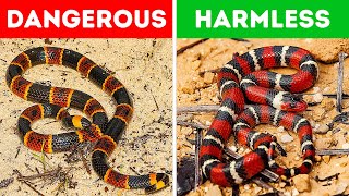 18 Most Dangerous Snakes on Earth [upl. by Annaet]