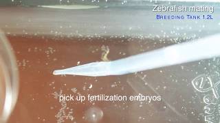 HOWTO Zebrafish easily mating and collecting embryos by GENDANIO [upl. by Kapoor]