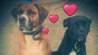 Luna and Louis family dog healthy loyal quiet and lovely Boxer Labrador Mix impressions [upl. by Ahtekahs]