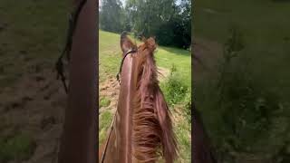 Cheval à vendre  Jument hanovrienne  4 ans  dressage  Vidéo 2  equirodicom [upl. by Atinar57]