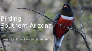 How to See the Elegant Trogon Birding Southern Arizona [upl. by Arimat]