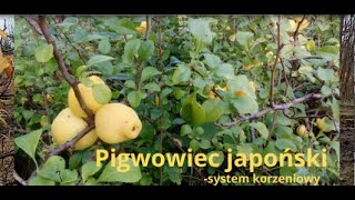 Jak wyglądają korzenie pigwowca [upl. by Irihs]