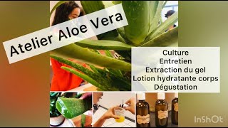 ATELIER ALOE VERA DE LA PLANTE AU GEL [upl. by Takeshi]